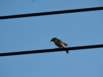 Low angle view of bird perching on cable against sky