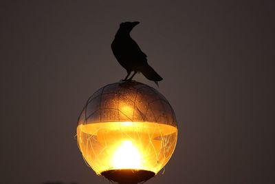 Silhouette raven perching on illuminated street light at night