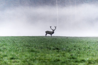 Deer on field against sky