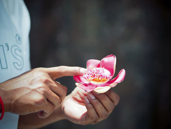 Close-up of hand holding pink flower