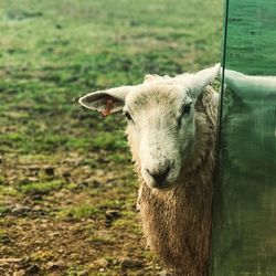 Close-up of cow on field