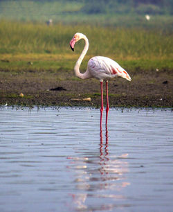 Bird standing in a lake