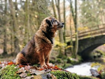 Dog looking away while sitting on land