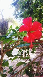 Close-up of red bougainvillea blooming outdoors