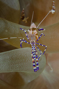 Close-up of insect on hand