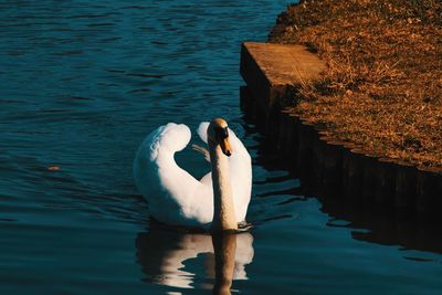 High angle view of swan in lake