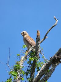 Low angle view of eagle perching on tree