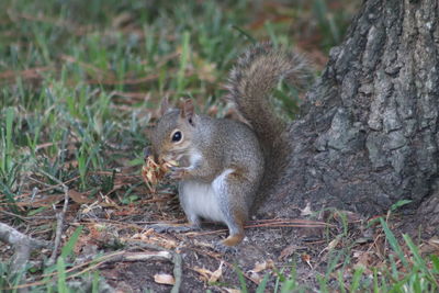 Squirrel on tree trunk