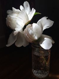 Close-up of white rose in vase