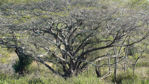 Bare tree on field in forest