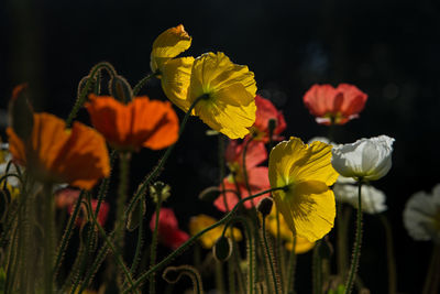 Close-up of yellow flowering plants