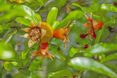 Close-up of red rose on plant