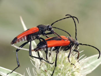 Close-up of insect