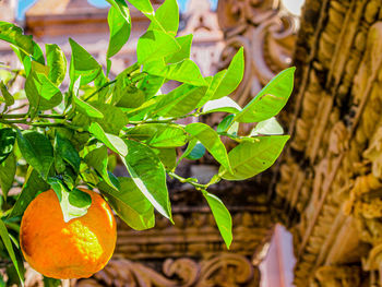 Close-up of orange fruit on plant