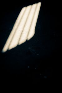 Close-up of tree stump