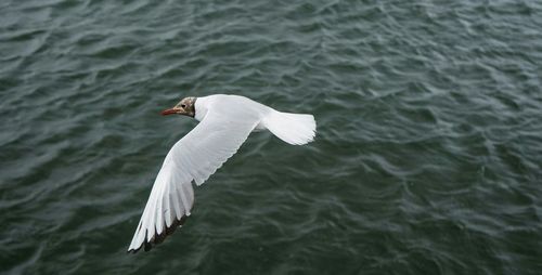 Close-up of swan flying over water
