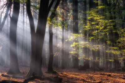 Sunlight streaming through trees in forest