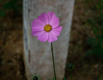 Close-up of pink flower