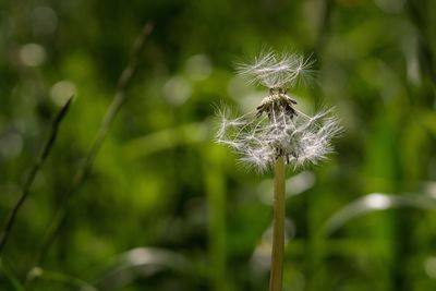 Close-up of dandelion flower