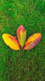 High angle view of plant on field