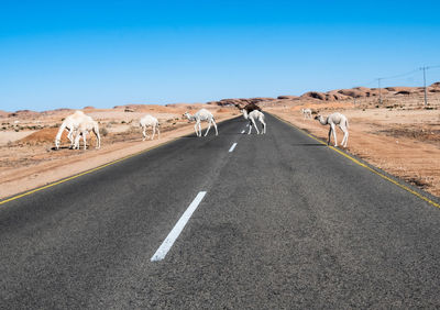 View of zebra crossing on road against sky