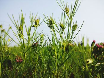 Close-up of plants growing on field against clear sky
