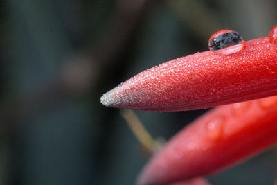 Close-up of wet red leaf