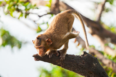 Low angle view of monkey on tree