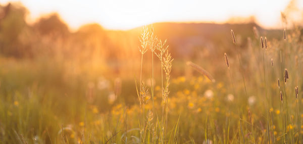 Close-up of wheat field