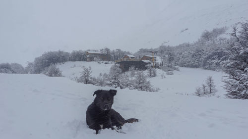 View of a horse on snow covered field