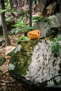 Close-up of pumpkin on tree trunk