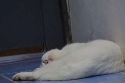 Close-up of cat sleeping