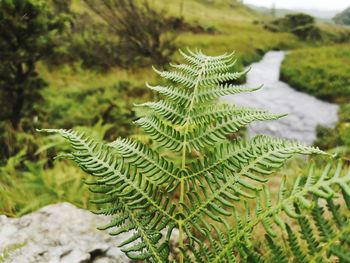 High angle view of fern leaves on field