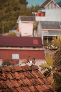 Bird perching on roof of building
