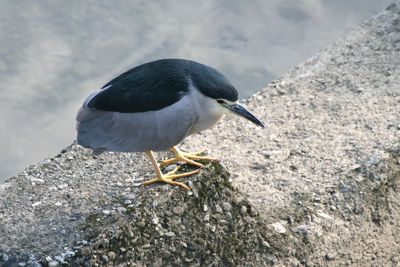 Close-up of bird perching on rock