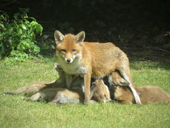 Portrait of urban fox suckling young cubs in suburban garden
