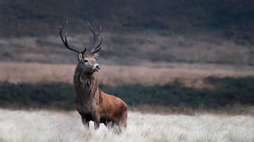 Deer in a field