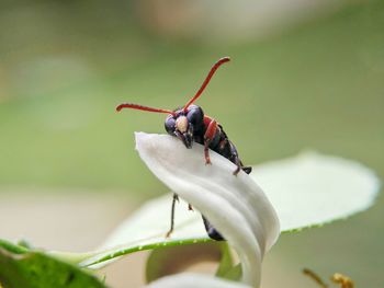 Close-up of insect on leaf