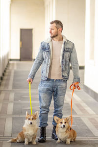 A man in a denim suit walks with dogs on a leash. welsh corgi-pembroke walk with the owner 