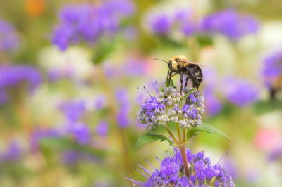 Close-up of honey bee pollinating on purple flower