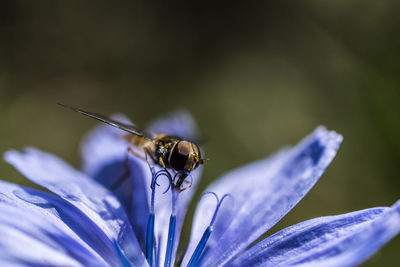 Close-up of insect on flower