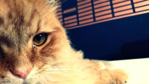 Close-up portrait of cat