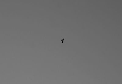 Low angle view of bird flying against sky