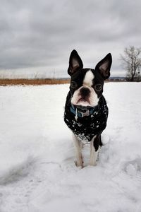 Portrait of dog on snow field against sky