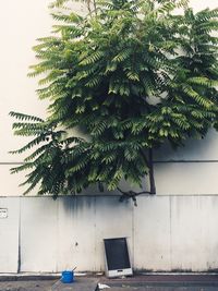 Tree against built structure