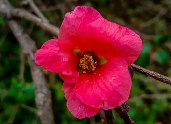 Close-up of pink flower