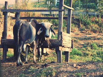 Horse grazing on field