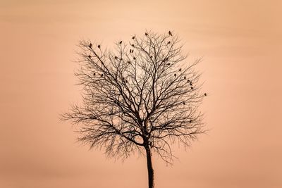 Close-up of bare tree at sunset