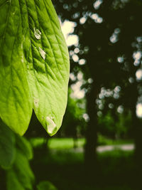 Close-up of raindrops on leaves
