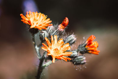 Close-up of orange flower